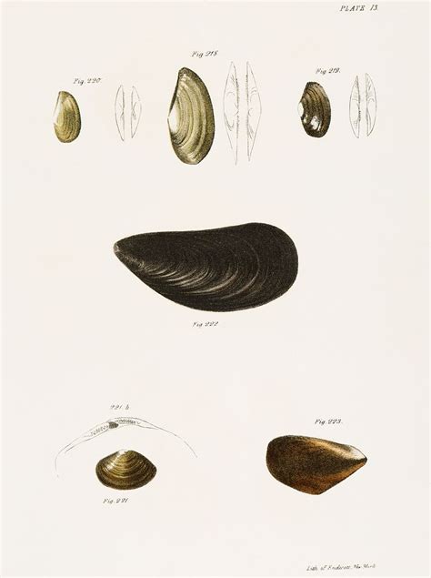 Different types of seashells illustration | Free Photo Illustration - rawpixel