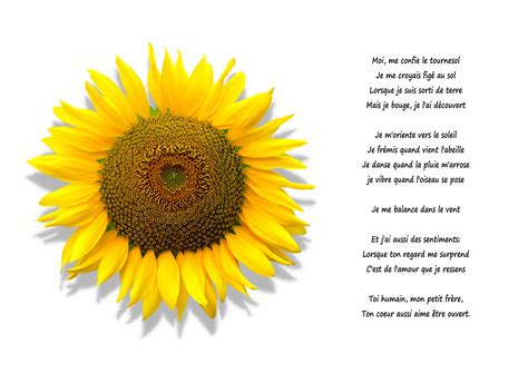 Sunflower Poem Sunflower Poem Sunflower Sunflower Photo