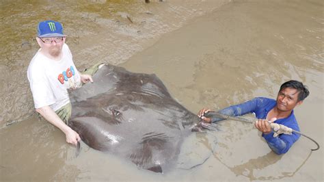 Monster Giant Freshwater Stingray Catches | MegaFishingThailand