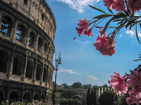 Colosseum Flowers Stock Photos Free Royalty Free Stock Photos