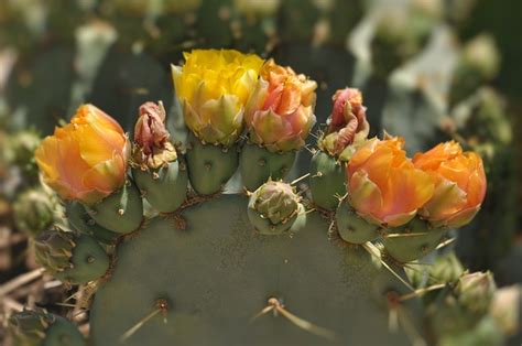 Opuntia Cactus Flowers Prickly - Free photo on Pixabay - Pixabay