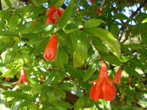 Dwarf Pomegranate Punica Granatum Var Nana Growing Guides