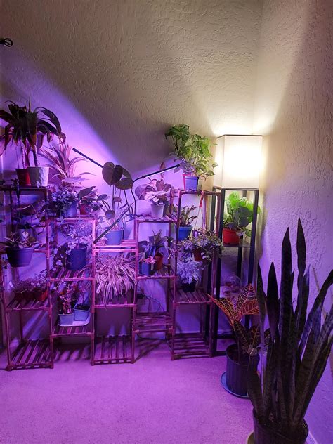 Finished My Plant Shelf Wasn T Sure How I Wanted Them Organized For Now They Rest Plants