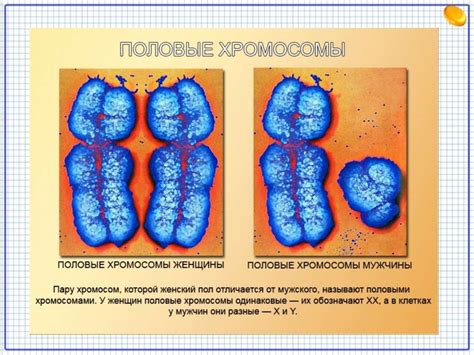 Генетика пола - презентация онлайн