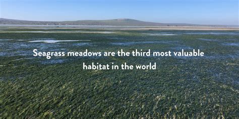 Seagrass Meadows