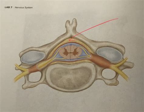 Lab Nervous System Spinal Cord And Spinal Nerve Structures