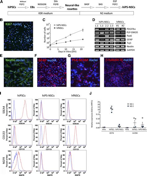 Differentiation Of Hipscs Into Bona Fide Neural Stem Cells A