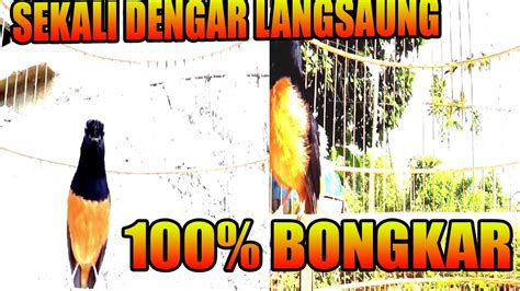 MURAI BATU GACOR BONGKAR MATERI PUTAR SEKALI LANGSUNG BIKIN GACOR