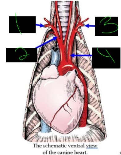 Veins Arteries And Nerves Of The Fore Hindlimb Flashcards Quizlet