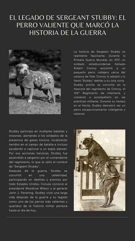 El Legado De Sergeant Stubby El Perro Valiente Que Marcó La Historia