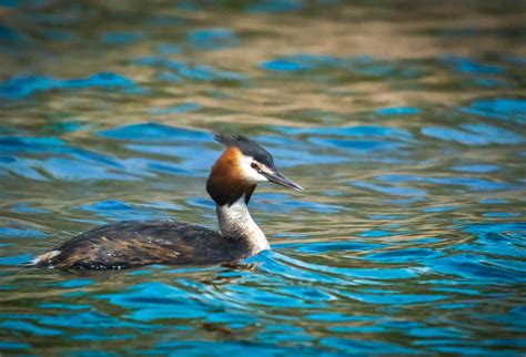 Great crested grebes on Behance