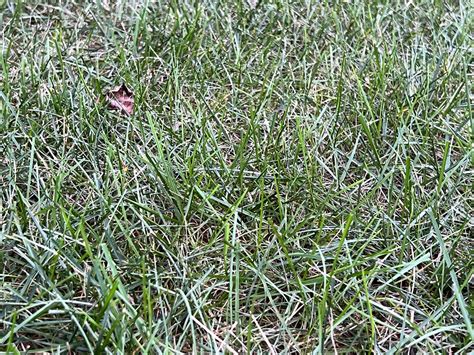 Help Identify Grass Types | Lawn Care Forum