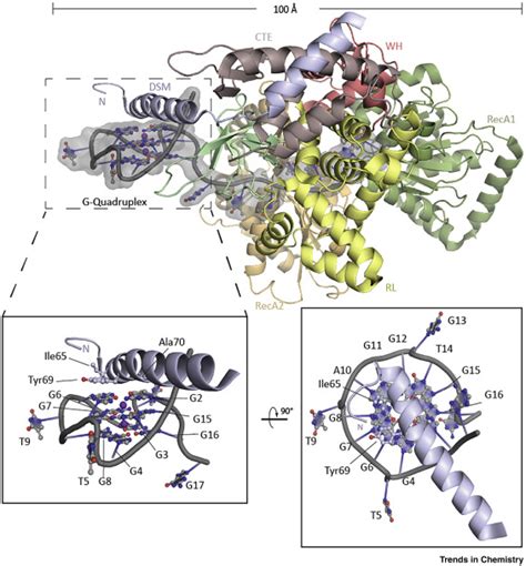 The Structure And Function Of DNA G Quadruplexes Trends In Chemistry