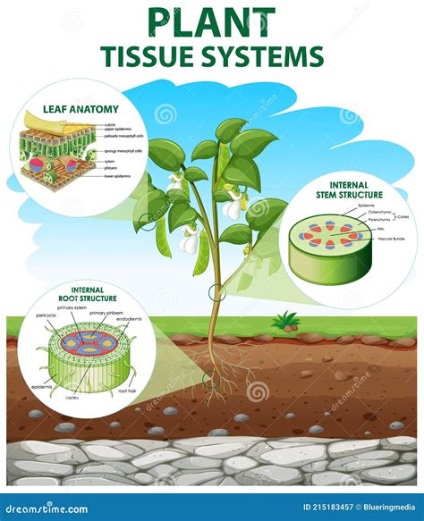 Plant Tissue Types Vector Illustration. Labeled Educational Structure Scheme | CartoonDealer.com ...