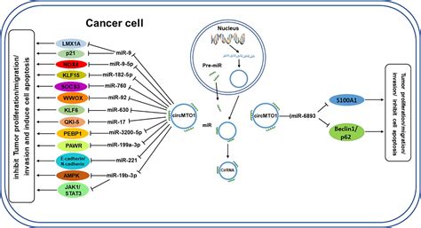 Frontiers The Roles Of Circmto1 In Cancer