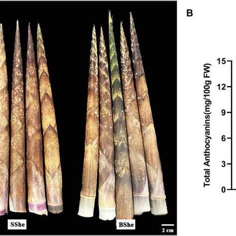 A Phenotypes B Total Anthocyanin Content Of Three C Hejiangensis