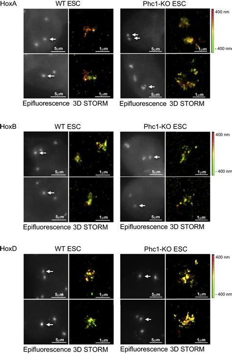 Polycomb Repressive Complex 1 Generates Discrete Compacted Domains That