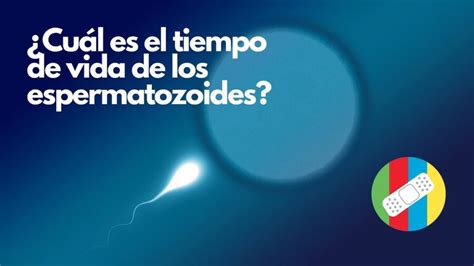 Descubre cuánto tiempo puede vivir un espermatozoide en los días