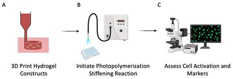 3d Bioprinting Phototunable Hydrogels To Study Fibroblast Activation