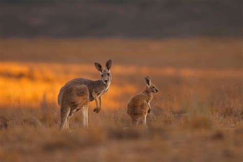 Red Kangaroo Mother And Joey Sean Crane Photography