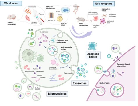 Figure From The Double Edged Role Of Extracellular Vesicles In The