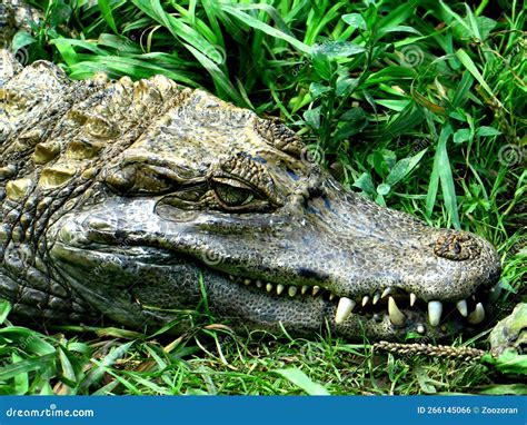 Dwarf Caiman (Paleosuchus Palpebrosus) Stock Photo - Image of teeth, palpebrosus: 266145066