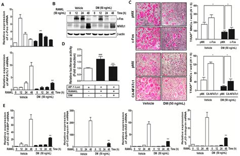 Dm Suppresses The Expressions Of C Fos Nfatc1 And Other Osteoclast