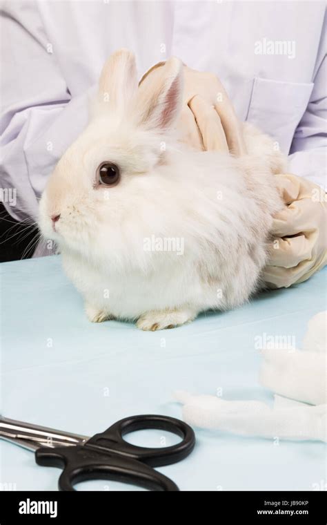 Laboratory Rabbit Hi Res Stock Photography And Images Alamy