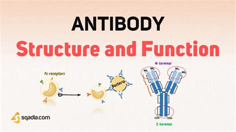 Antibody Structure And Function Introduction