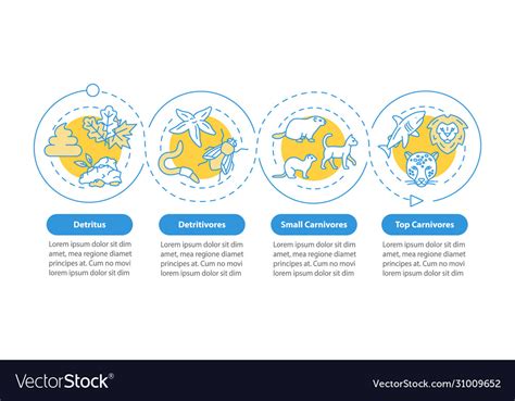 Detritus food chain infographic template Vector Image