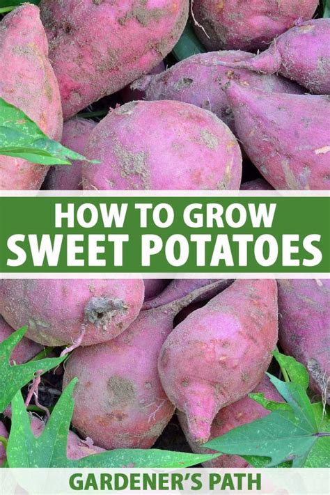 How To Grow Sweet Potatoes At Home Gardeners Path