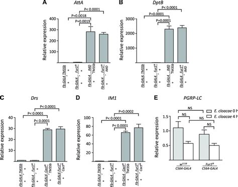 Furin1 Does Not Regulate The Downstream Signaling Of The Toll And Imd Download Scientific