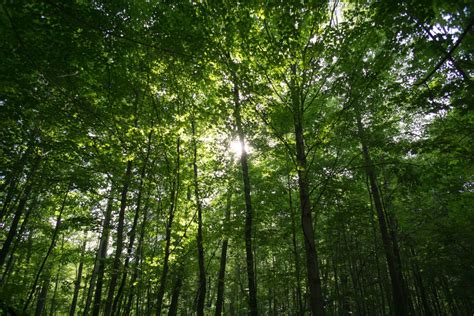 Fotos Gratis Rbol Rama Planta Prado Luz De Sol Verde Selva