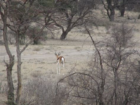 Kgalagadi En Kuruman River Reserve Deel 2 Reisverhaal De Wijde