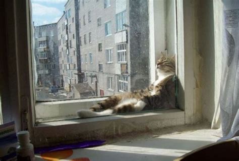 Cat in the window - Funny pictures of animals