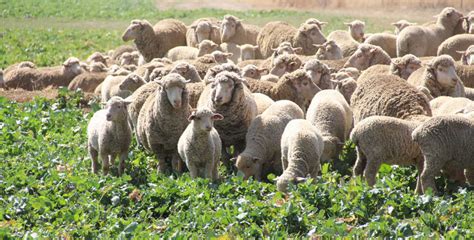 Voedingsbeginsels Vir Intensiewe Skaapboerdery Agriorbit