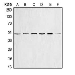 CCNE1 Antibody Biorbyt