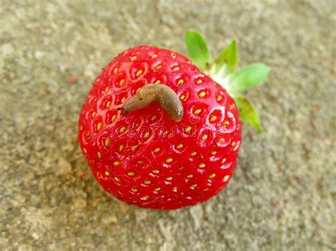 Strawberry And Slug Close Up Stock Photo Image Of Little Health