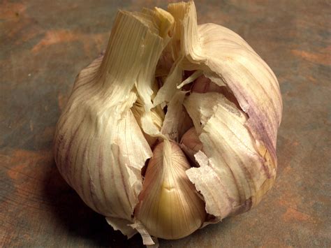 Garlic Bulb Free Stock Photo Public Domain Pictures