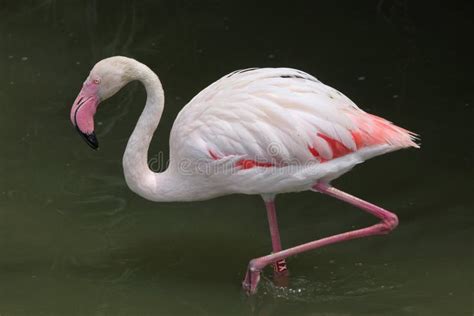 Roseus Phoenicopterus фламингоа большое Стоковое Изображение