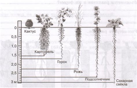 ГДЗ Биология 6 класс рабочая тетрадь (Линия Жизни) В.В.Пасечник. §40 ...