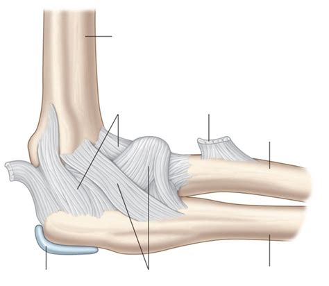 Diagram Of Elbow Quizlet