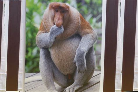 De Neusaap Van Indonesië Nosemonkey Also Dutch Monkey Called His