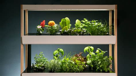 This Is The First Indoor Garden That Has Ever Worked For Me Epicurious