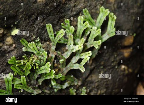 liverworts. Like mosses and hornworts, they have a gametophyte-dominant life cycle Stock Photo ...