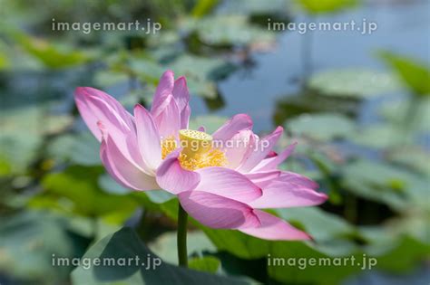 Pink lotus at Kenilworth Aquatic Garden in Washington D C の写真素材