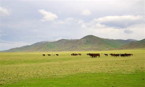 Horeses stock image. Image of scene, horse, life, mother - 10237195