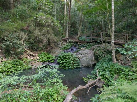 Ian Fraser Talking Naturally Bunya Mountains National Park Splendid