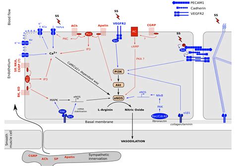 Endothelium Microenvironment Sensing Leading To Nitric Oxide Mediated