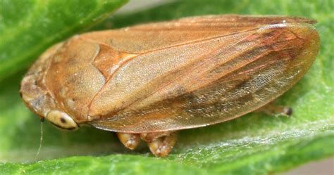 Meadow Spittlebug Philaenus Spumarius Bugguide Net